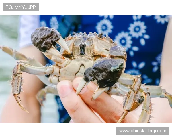 cq9捕鱼新手入门教程，零基础玩家也能快速上手掌握捕鱼技巧与玩法秘诀